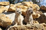 CAIRN TERRIER 073